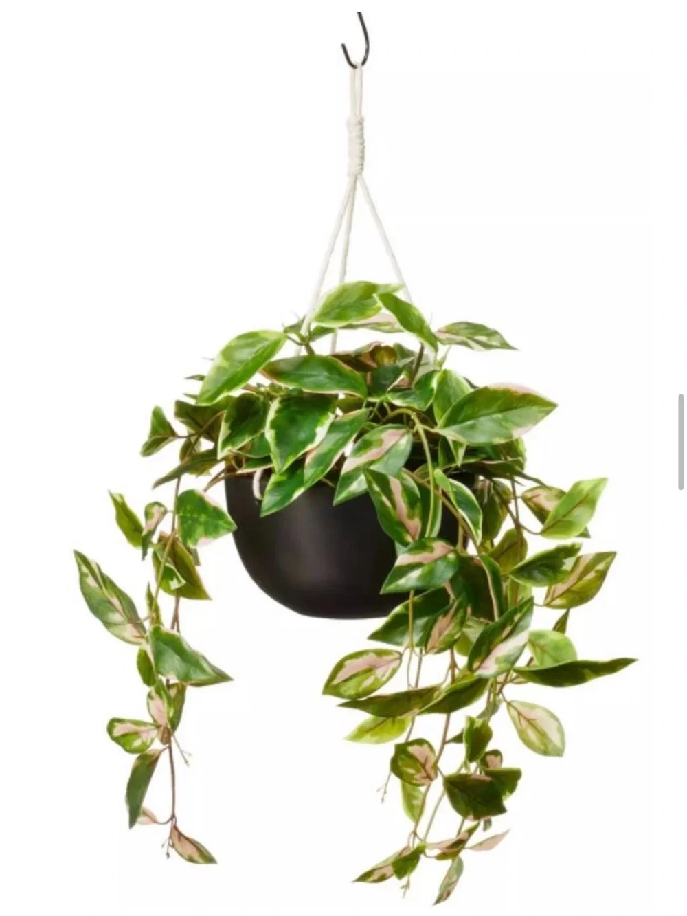 Hilton Carter for Target Faux Hoya Carnosa Hanging Plant in Ceramic Pot